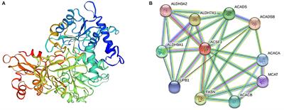 Function Identification of Bovine ACSF3 Gene and Its Association With Lipid Metabolism Traits in Beef Cattle